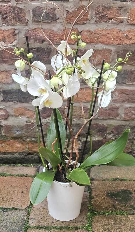 Orchid Plant, flowers delivered by Flowers by Jenny Penny in Frodsham