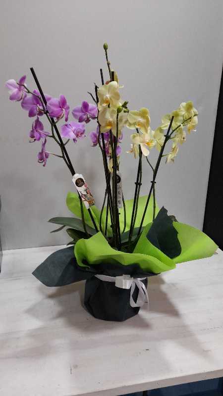 Orchids Phalenopris, flowers delivered by Beauty Flower in Athens
